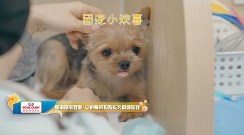 皇家寵物食品攜手《寵物醫(yī)生2》治愈回歸 為愛寵打造全方位的健康關愛